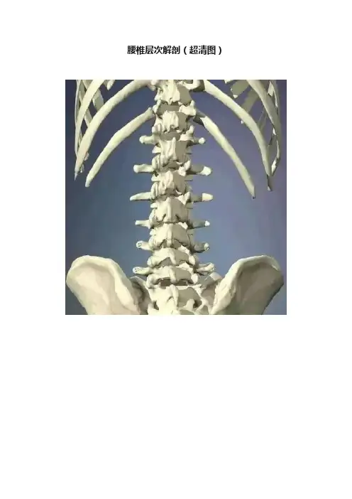 腰椎层次解剖（超清图）