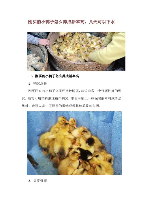 刚买的小鸭子怎么养成活率高,几天可以下水