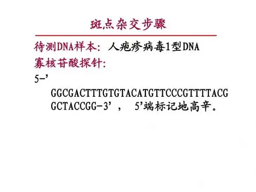斑点杂交步骤(2012)