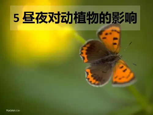 《昼夜对动植物的影响》课件