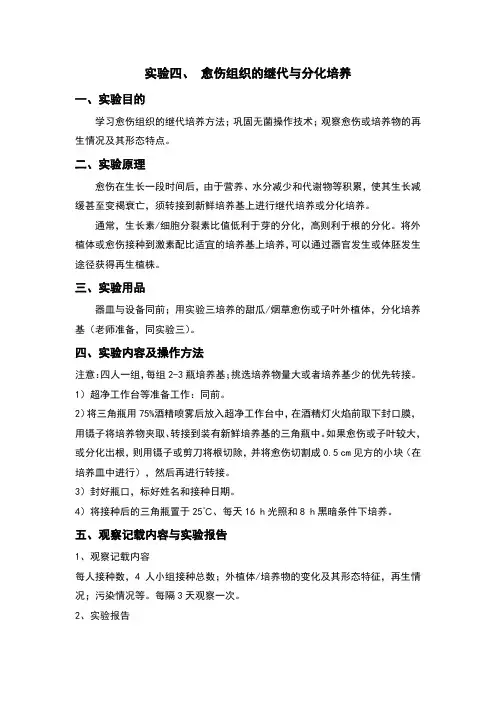 实验愈伤组织的继代与分化培养