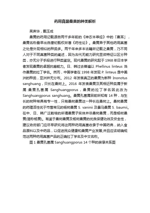 药用真菌桑黄的种类解析