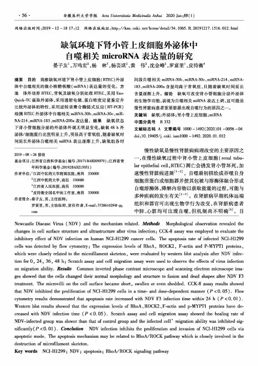 缺氧环境下肾小管上皮细胞外泌体中自噬相关microrna表达量的研究