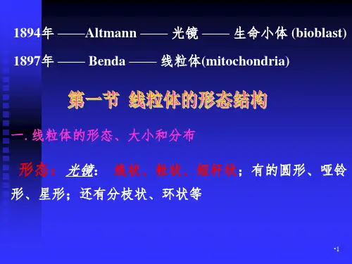 第七章线粒体的结构与功能PPT课件