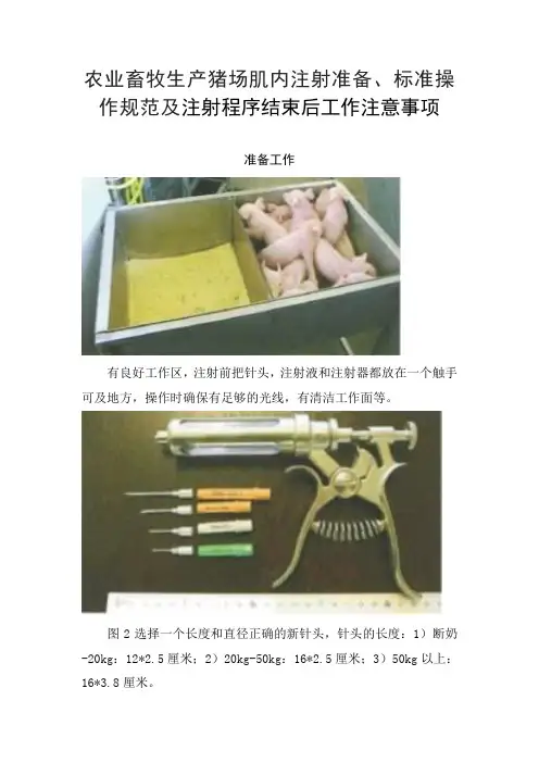 农业畜牧生产猪场肌内注射准备、标准操作规范及注射程序结束后工作注意事项
