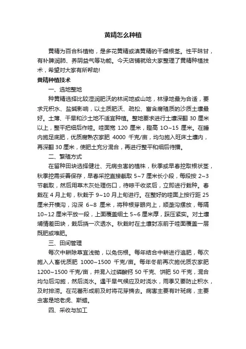 黄精怎么种植