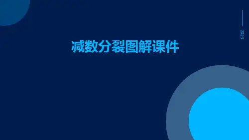 减数分裂图解课件