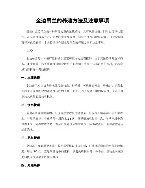 金边吊兰的养殖方法及注意事项