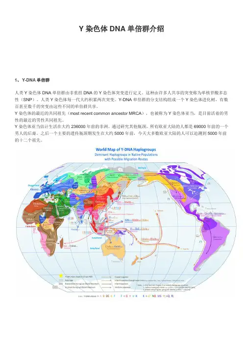 人类Y染色体DNA单倍型类群介绍2018