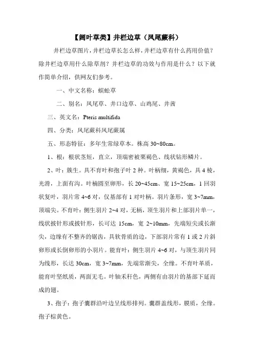 【阔叶草类】井栏边草(凤尾蕨科)