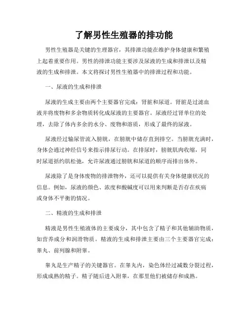 了解男性生殖器的排功能