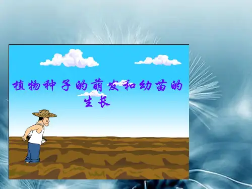 观察种子的结构PPT精品课件