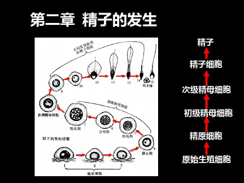 发育生物学02-精子发生ppt课件