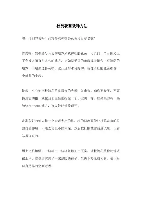 杜鹃花苗栽种方法