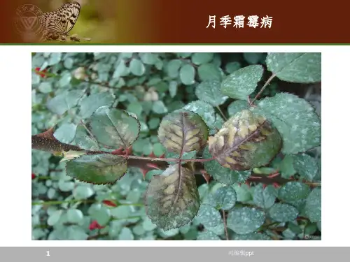 园林常见植物病害的识别ppt课件