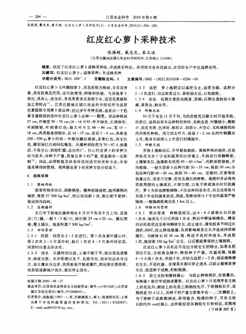 红皮红心萝卜采种技术
