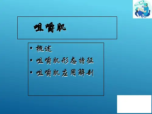 咀嚼系统—与咀嚼系统相关的肌(口腔解剖生理学课件)