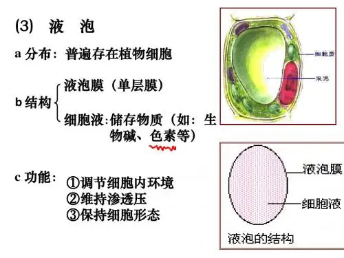 《细胞器系统内的分工合作》课件2(新人教版必修1)