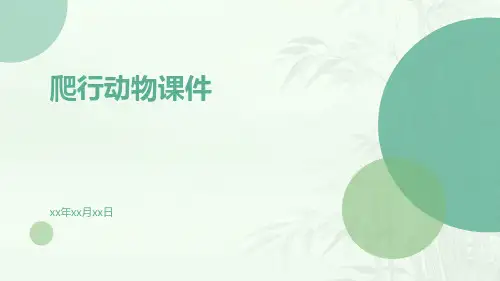 爬行动物课件
