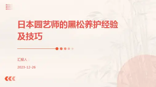日本园艺师的黑松养护经验及技巧