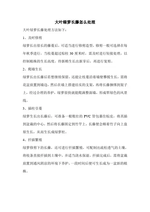 大叶绿萝长藤怎么处理