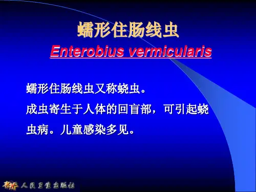 医学寄生虫学蛲虫蠕形住肠线虫 ppt课件