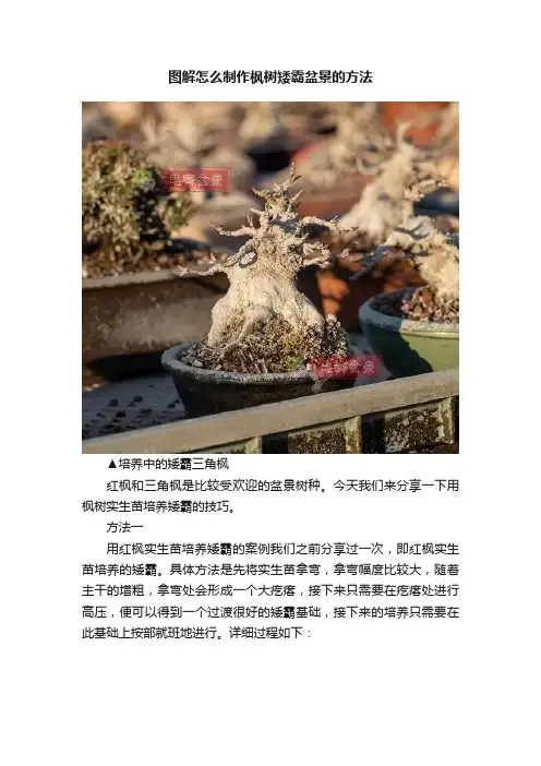图解怎么制作枫树矮霸盆景的方法