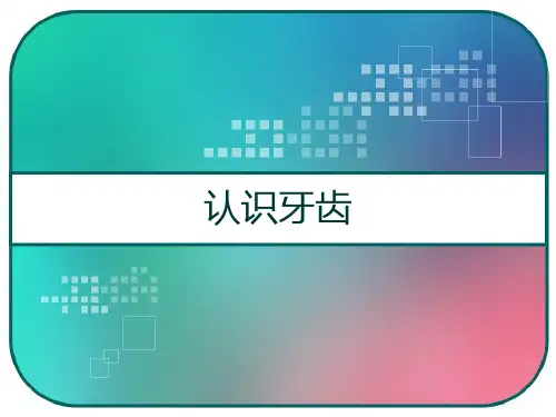 认识牙齿 PPT