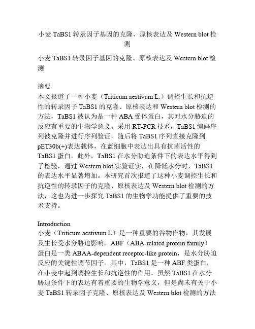 小麦TaBS1转录因子基因的克隆、原核表达及Western blot检测