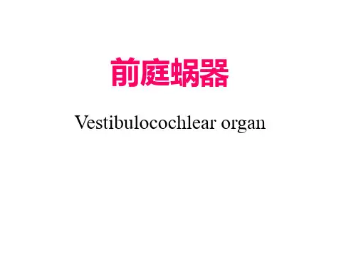 人体解剖学-前庭蜗器详解
