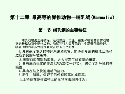 哺乳纲的分类