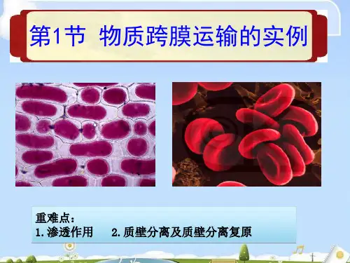 新人教版必修1生物4.1物质跨膜运输的实例(共30张PPT)