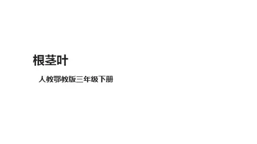 【新课标】2.6《根茎叶》课件(26张PPT)-小学科学科教版三年级下册