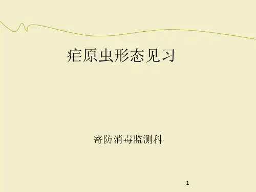 疟原虫形态
