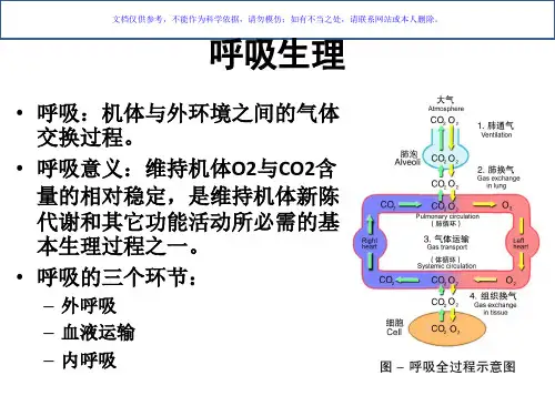 呼吸系统的解剖生理和肺部听诊课件