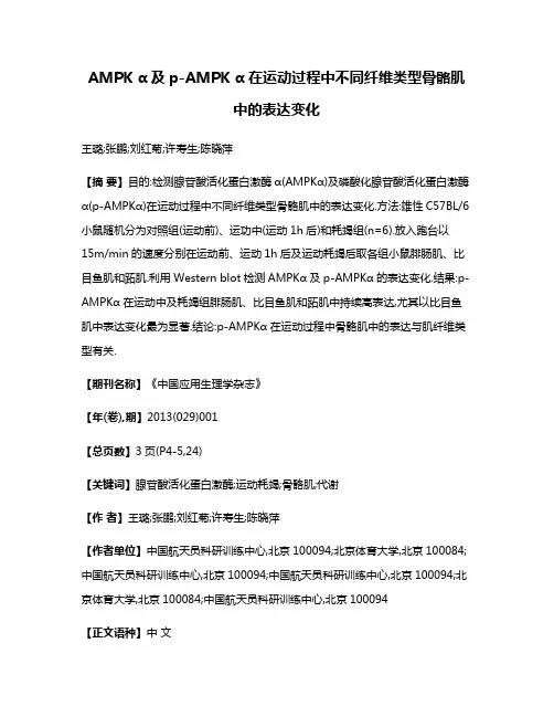 AMPK α及p-AMPK α在运动过程中不同纤维类型骨骼肌中的表达变化