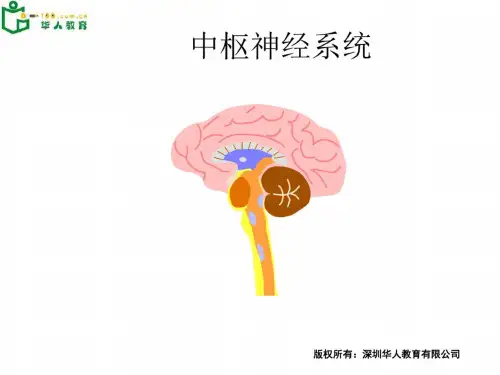 高二生物中枢神经