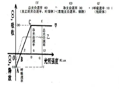 呼吸作用 光合作用例题