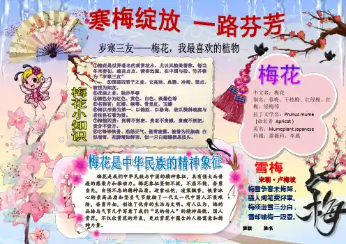 梅花小学生电子小报成品,简报报刊手抄报模板,画报剪报板报样板,电脑报纸示范样例A3