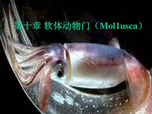 软体动物