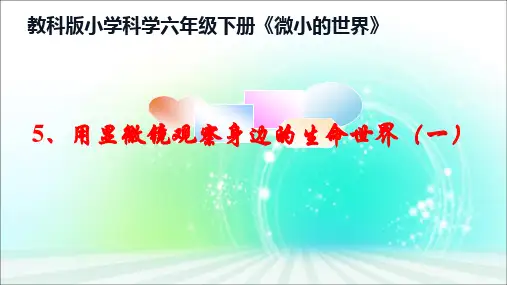 六年级下册科学课件用显微镜观察身边的生命世界一教科版