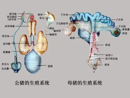 畜禽解剖学生殖系统