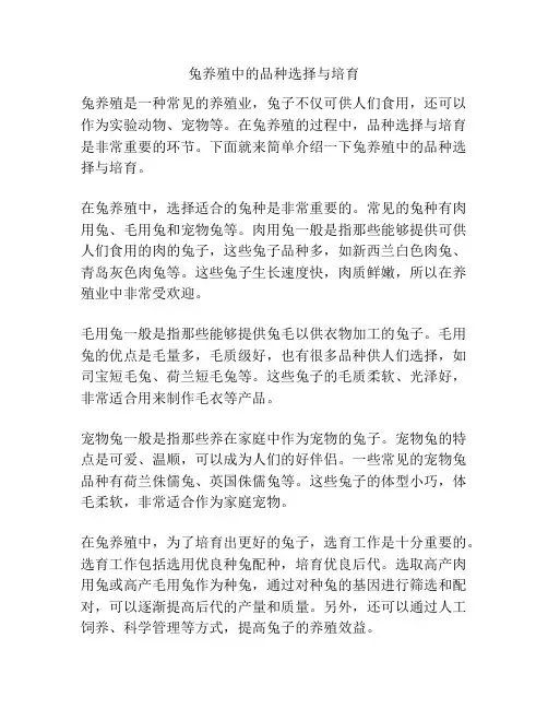 兔养殖中的品种选择与培育