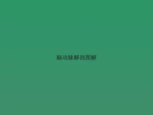 脑动脉解剖图解