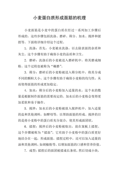 小麦蛋白质形成面筋的机理