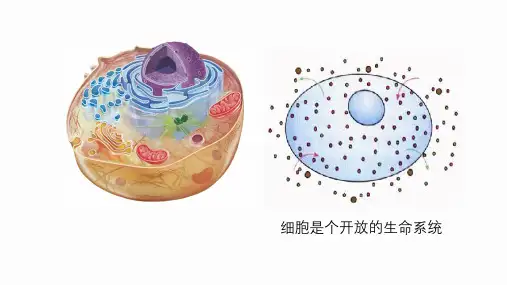 被动运输(第1课时)课件-高一生物人教版必修1
