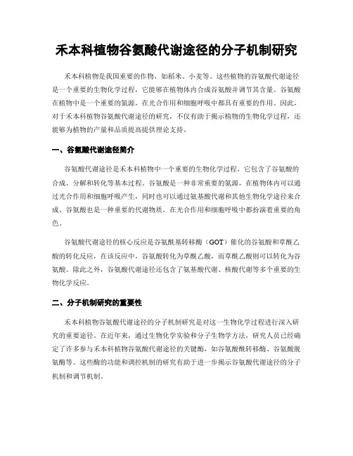 禾本科植物谷氨酸代谢途径的分子机制研究