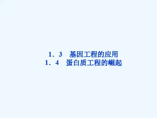 高中 生物 课件 1.3基因工程的应用1.4蛋白质工程的崛起