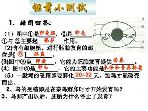 431婴儿的诞生_课件(40张PPT)
