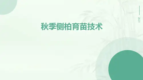 秋季侧柏育苗技术
